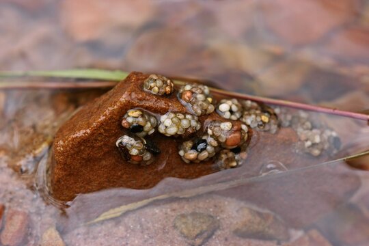 K&ouml;cherfliegenlarven in einem nordhessischen Bach