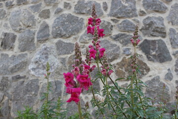 
Bright flower bloomed against a background of a stone fence in summer