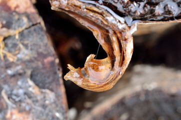 water dripping from birch log bark macro