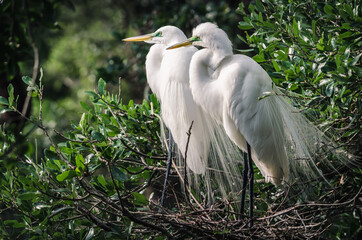 Great egret (Ardea alba) in Florida