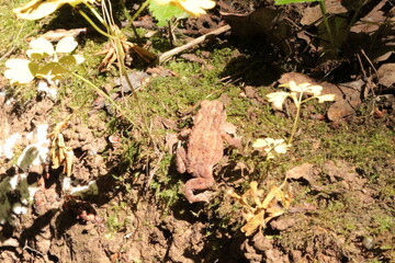 
A small brown toad moves on the ground and moss in the spring forest