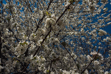 Obraz premium Kirschbaum in Vollbluete