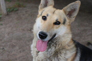 
Muzzle of a smiling dog with his tongue hanging out