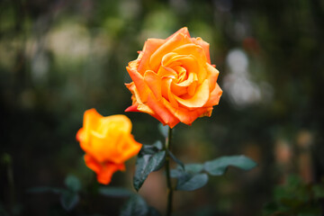 Close-up of orange rose bush in the morning garden with the blurred bokeh background of green and black leaves. Feeling fresh and romantic. Ideas for expressions to give love on a special day.