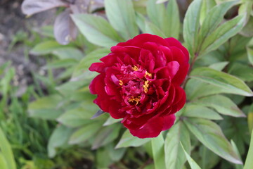 
Bright red peony blooms in the garden in summer