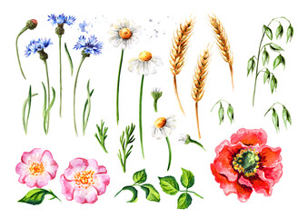 Summer flowers chamomiles, wild rose, poppies, cornflowers, oats and wheat ears flowers and leaves set. Hand drawn watercolor illustration, isolated on white background