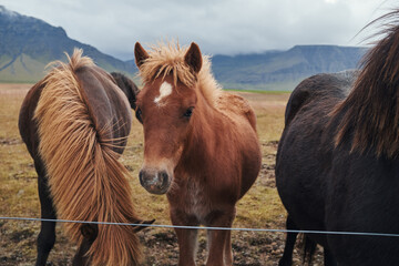 Icelandic horses in the background of mountains.