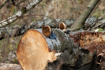 Fototapeta premium Kleine Baum Pilze an einer alten, abgesägten Birke