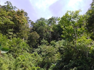 Fototapeta premium green forest and blue sky