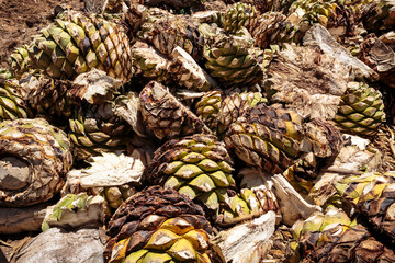 Agave plants with spines cut off and remaining heart or agave pi&ntilde;as halved and ready for roasting. Distillation of Mezcal, alcoholic beverage making-process