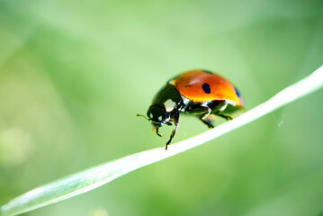 Ladybird