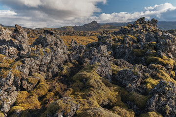 Fields of frozen lava covered with moss. Iceland.