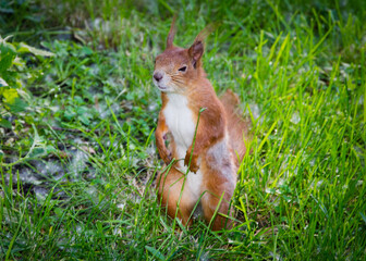 squirrel on the ground in the grass.