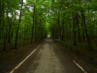Obraz premium road forest