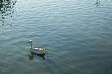 ptak zwierze natura woda gęś © Piotr