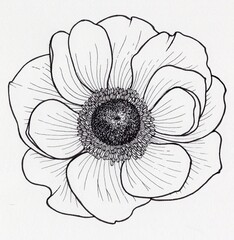Hand drawn Anemone or Windflower isolated on white background. Ranunculacaea. Botanical illustration.
