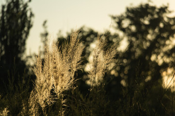 trawy łąka park odblaski natura © Piotr