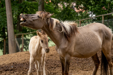 Obraz premium Wildpferd im Wildpark Knüll