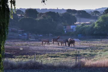 krajobraz konie widok stado natura © Piotr