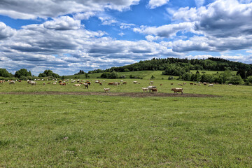 Fototapeta na wymiar Pasture of cow herd on green pasture by forests on cloudy day