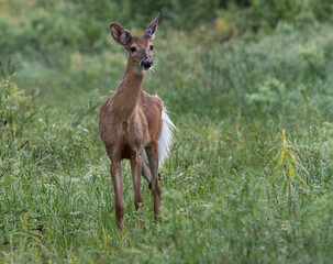 A young male White Tailed Deer  (Odocoileus virginianus)  on a trail on a bright spring morning