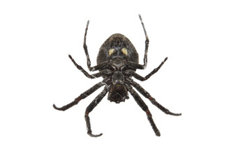 Schwarze Spinne