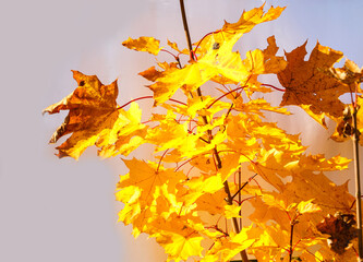 Naklejka na ściany i meble Autumn colored falling maple leaves isolated on white background