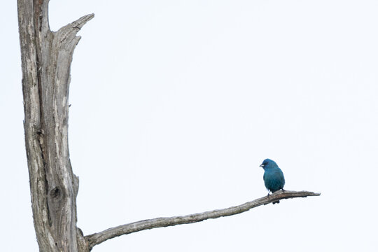 A tiny vivid indigo bunting bird on the limb of a large gray dead tree with soft blue sky background
