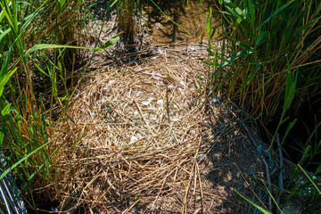 an empty swan nest in the undergrowth