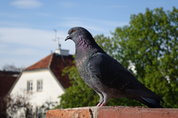 Young pigeon in a village