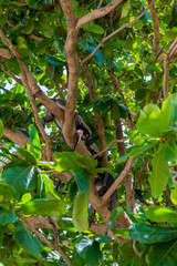 Monkeys at Angthong national marine park, koh Samui, Suratthani, Thailand