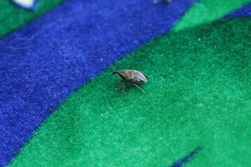
A small gray weevil bug sits on a cloth in a spring forest