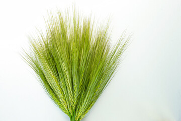 Ears of young green wheat on a white isolated background. Agriculture. Waiting for the harvest. Agriculture concept.
