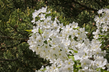 Selective focus. Spring background - white flowers of apple tree, blurred background. Template for design.