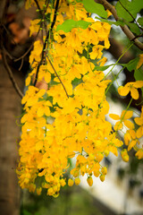 Beautiful golden shower flower (Ratchaphruek), tropical yellow flower blooming in summer garden