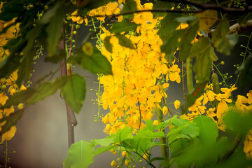 Beautiful golden shower flower (Ratchaphruek), tropical yellow flower blooming in summer garden