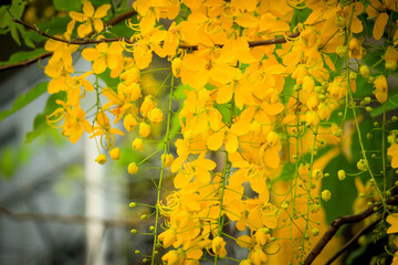 Beautiful golden shower flower (Ratchaphruek), tropical yellow flower blooming in summer garden