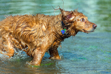 Red English Spaniel bathes in a lake, shakes off,