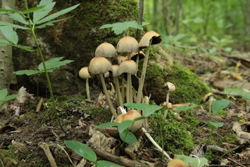 
The mushroom grew in the wet shade of a summer forest