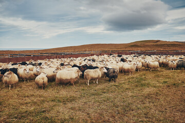 A flock of sheep in a wooden pen in the north of Iceland.