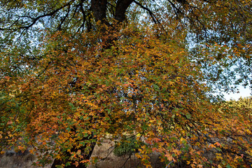 Otoño en Albarracín