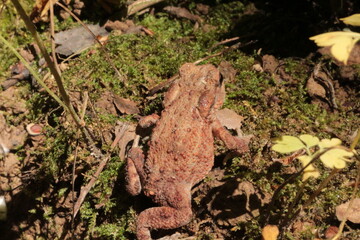 Obraz premium A small brown toad moves on the ground and moss in the spring forest