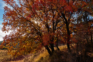 Fototapeta premium Otoño en Albarracín