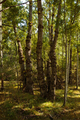 Obraz premium Otoño en Albarracín
