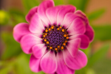 Obraz premium Blüte - Makro