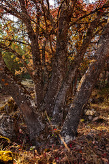 Otoño en Albarracín
