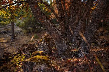 Otoño en Albarracín