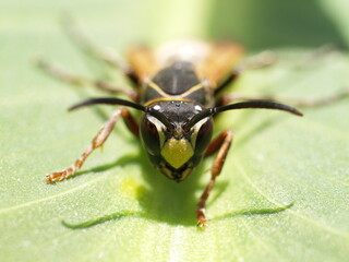 Wasp Polistes cinerascens on a leaf approaching the camera