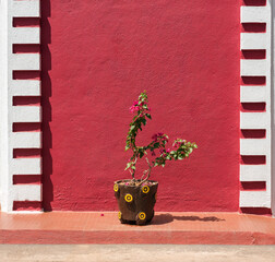 Flower-pot in front of red wall of colonial house in Fontainhas, Panaji (Panjim), Goa, India - 356182326