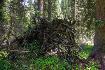 Allphotokz Lake Kolsay-2 Way 20070624 9612 5D S